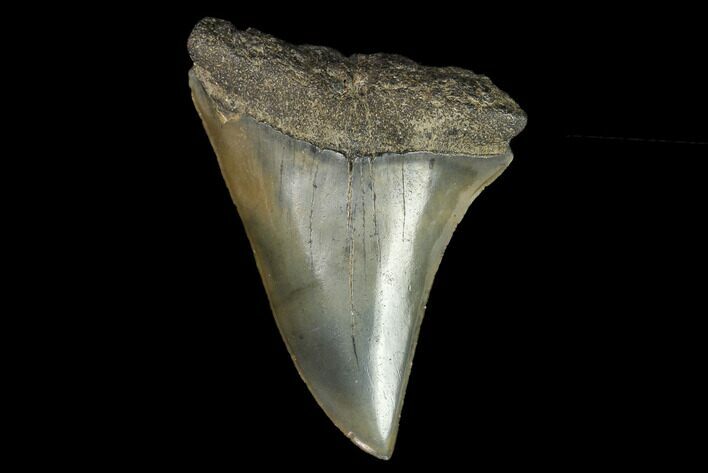 Fossil Mako Shark Tooth - South Carolina #128753